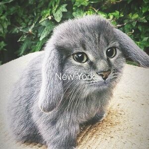 Meet your Posher, Noah